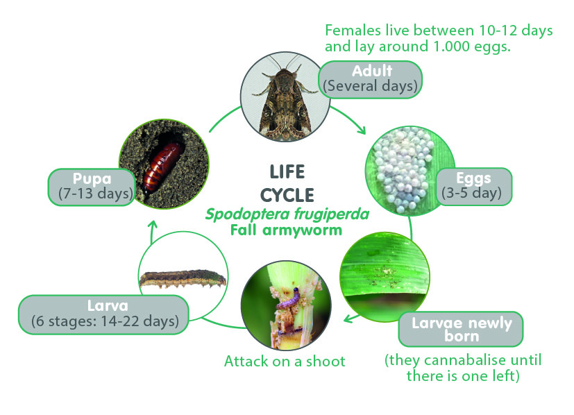 spodoptera
